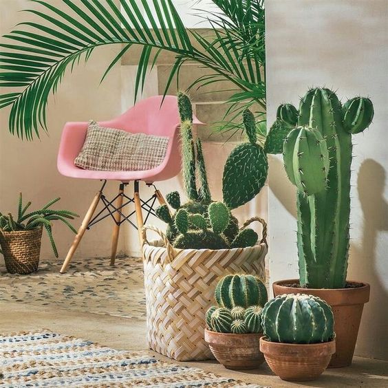 Cactus Dcor